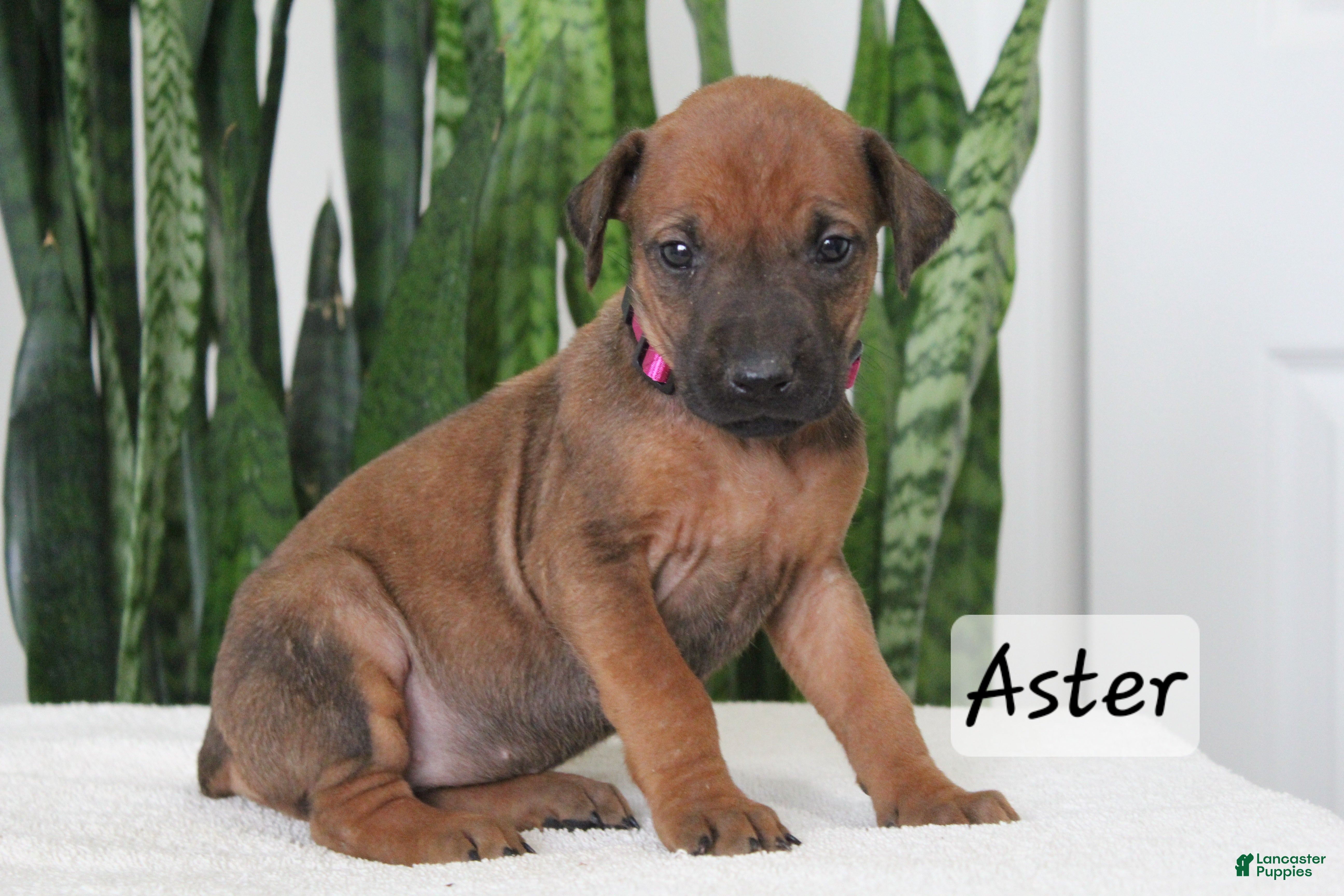 Rhodesian Ridgeback dogs Rhodesian Ridgeback Puppy 6 - Ad 3