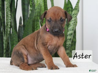 Rhodesian Ridgeback dogs Rhodesian Ridgeback Puppy 6 - Ad 7