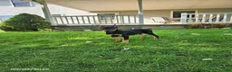 Doberman Pinscher dogs for sale: Kip - Ad 5