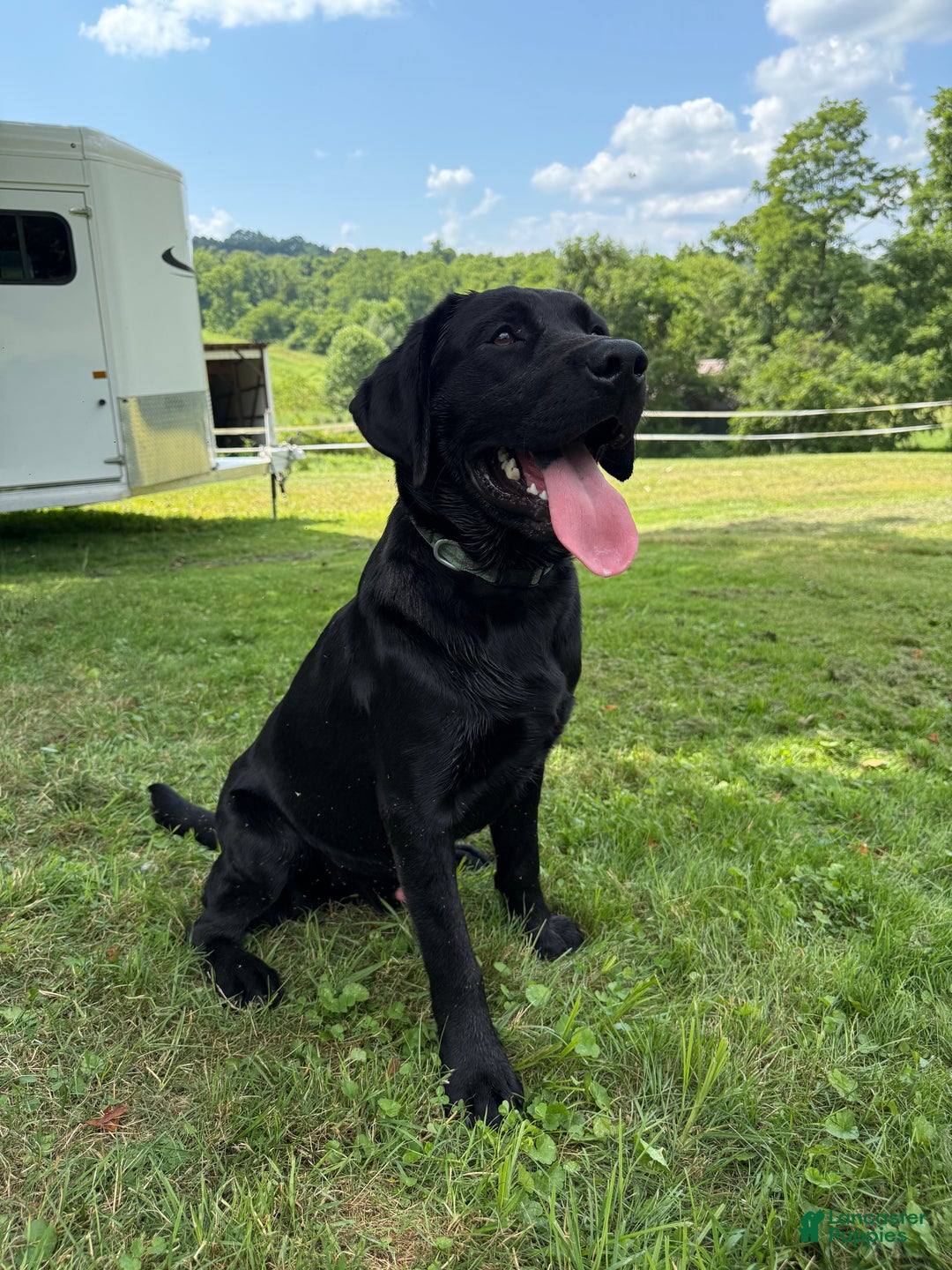 Labrador Retriever dogs for sale: Labrador Retriever JACKIE - Ad 16