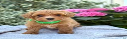 Toy Poodle dogs for sale: Pixie - Ad 11