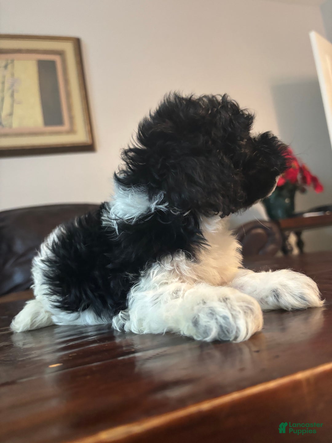 Cockapoo dogs for sale: Cockapoo Puppy 3 - Ad 3