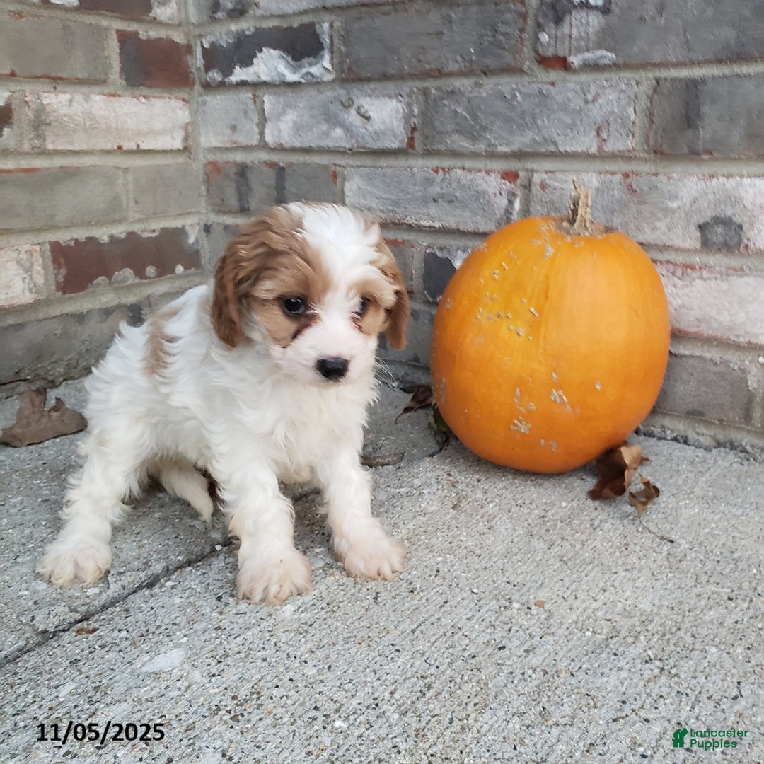 Cavapoo dogs for sale: Bella   - Ad 5