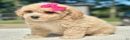 Maltipoo dogs for sale: Sweetie  - Ad 5