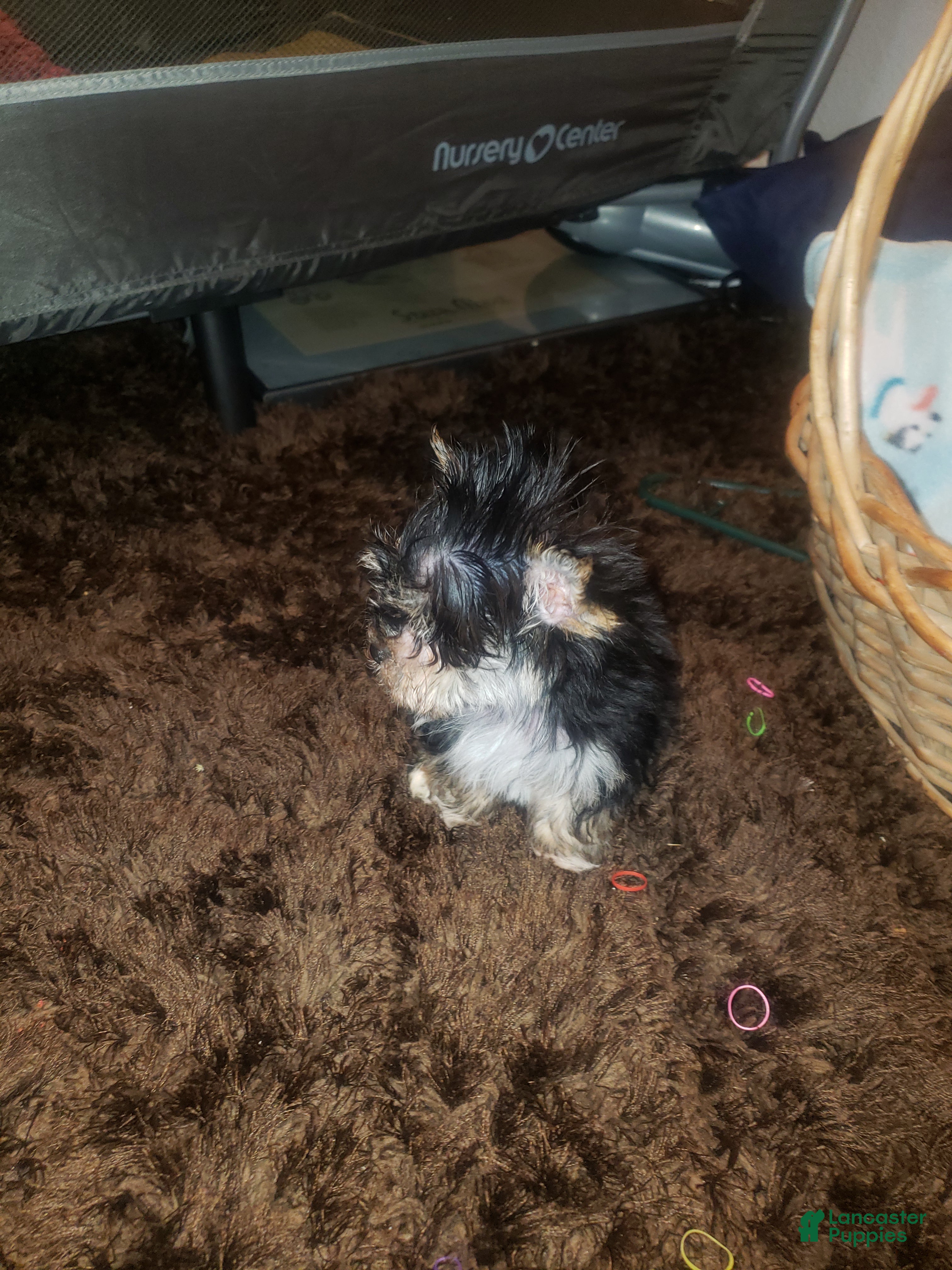 Yorkshire Terrier dogs Little bitty boy - Ad 2