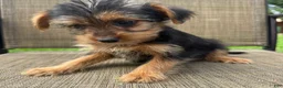 Yorkshire Terrier dogs for sale: Carl - Ad 3