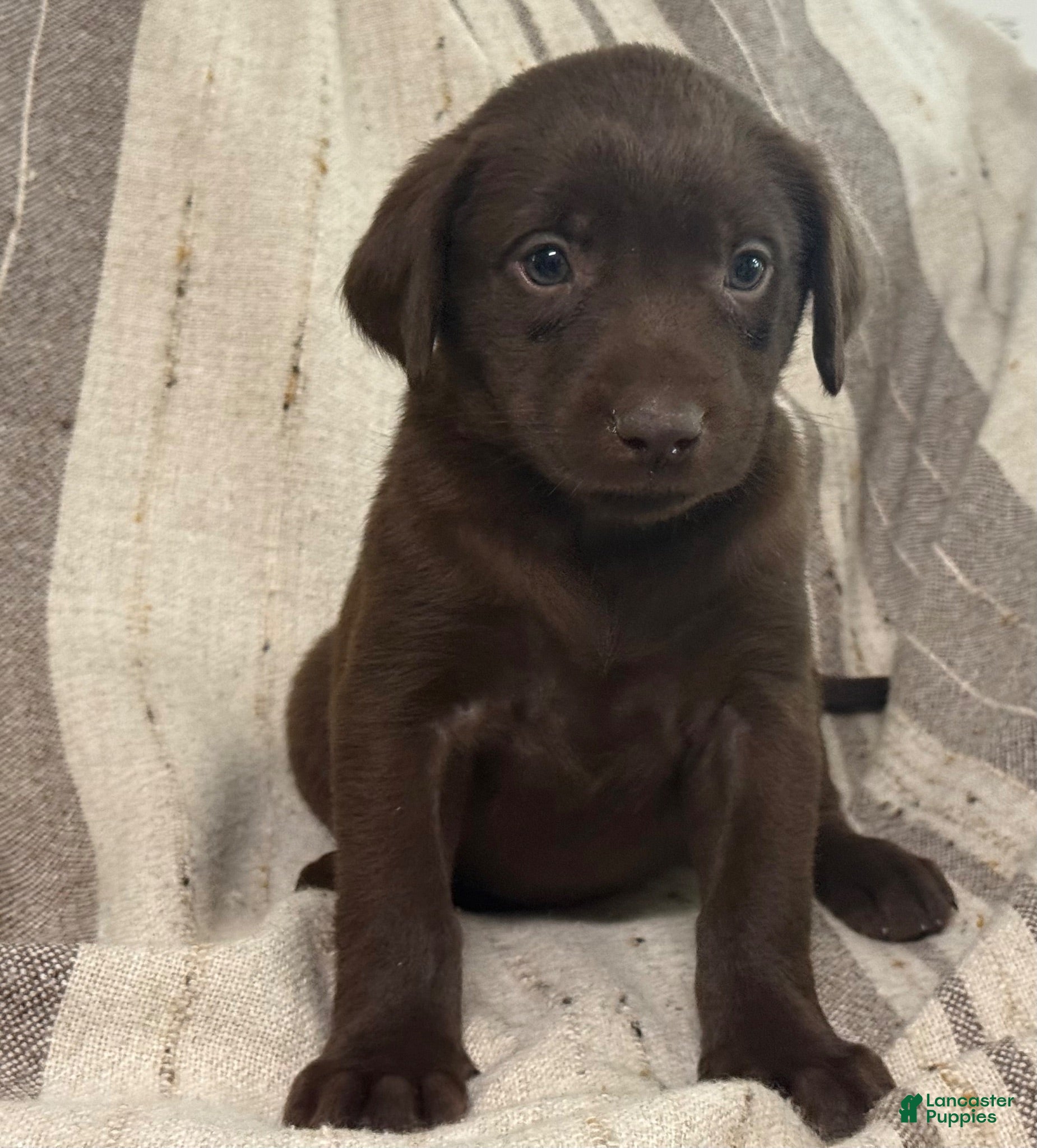 Labrador Retriever dogs Birch - Ad 2