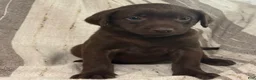 Labrador Retriever dogs for sale: Birch - Ad 2