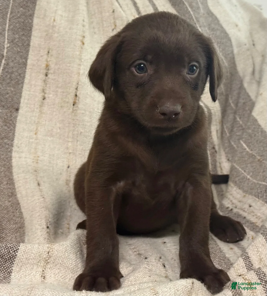 Labrador Retriever dogs for sale: Birch - Ad 2