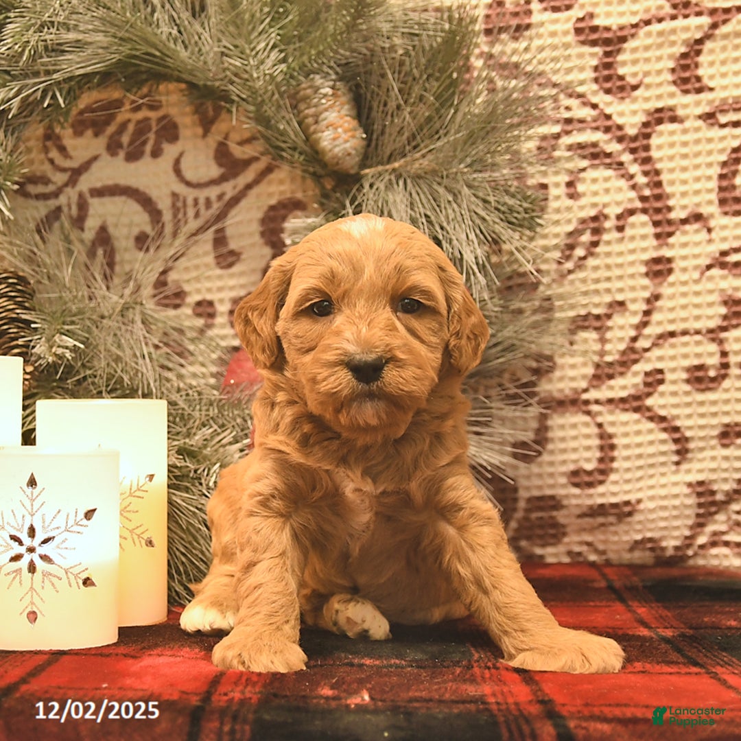 Cavachon dogs for sale: Timber  - Ad 3