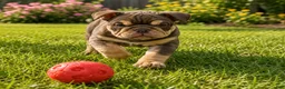 English Bulldog dogs for sale: Beauty  - Ad 3