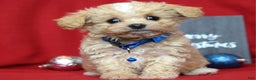 Maltipoo dogs for sale: Jax - Ad 9