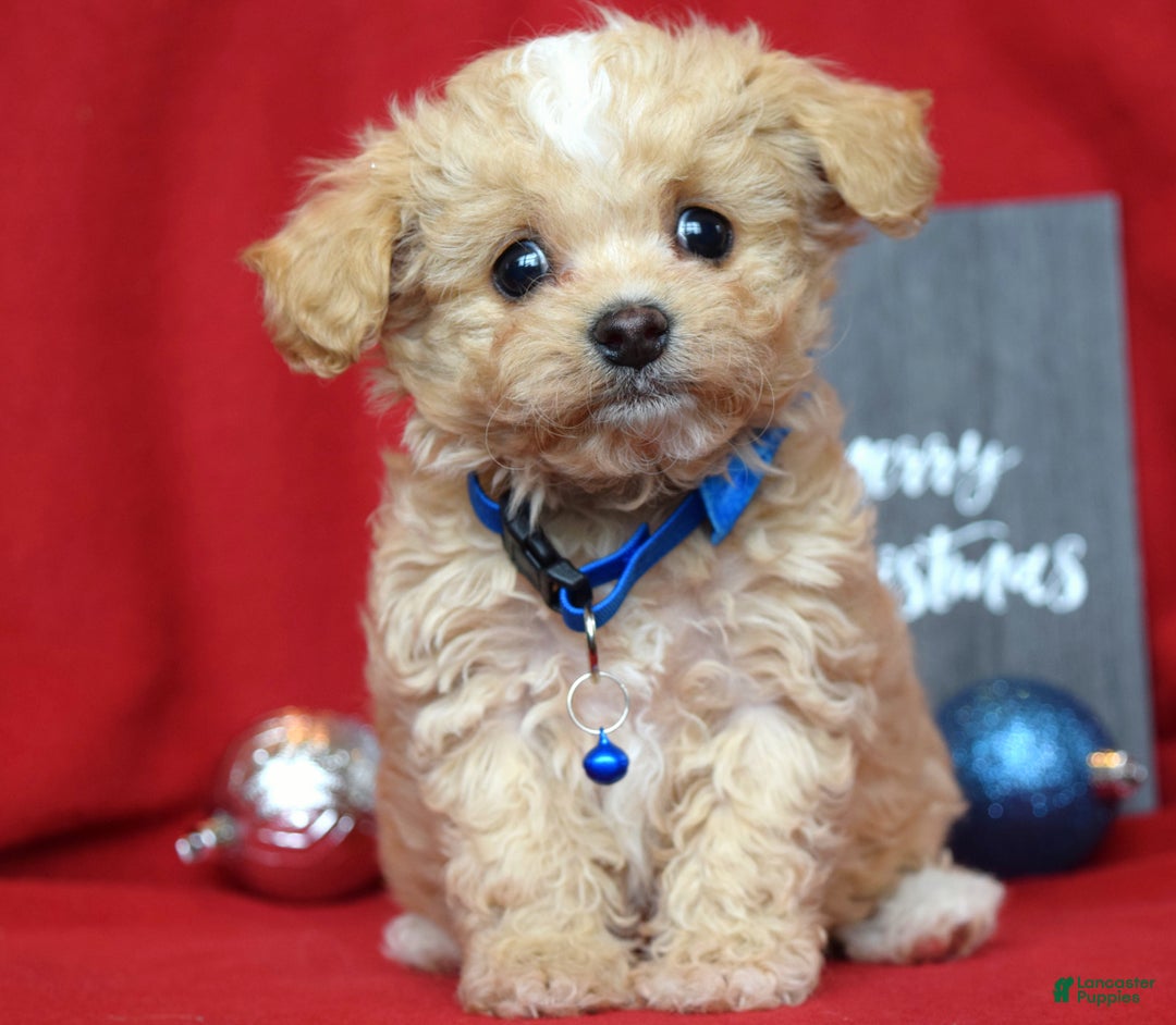 Maltipoo dogs for sale: Jax - Ad 9