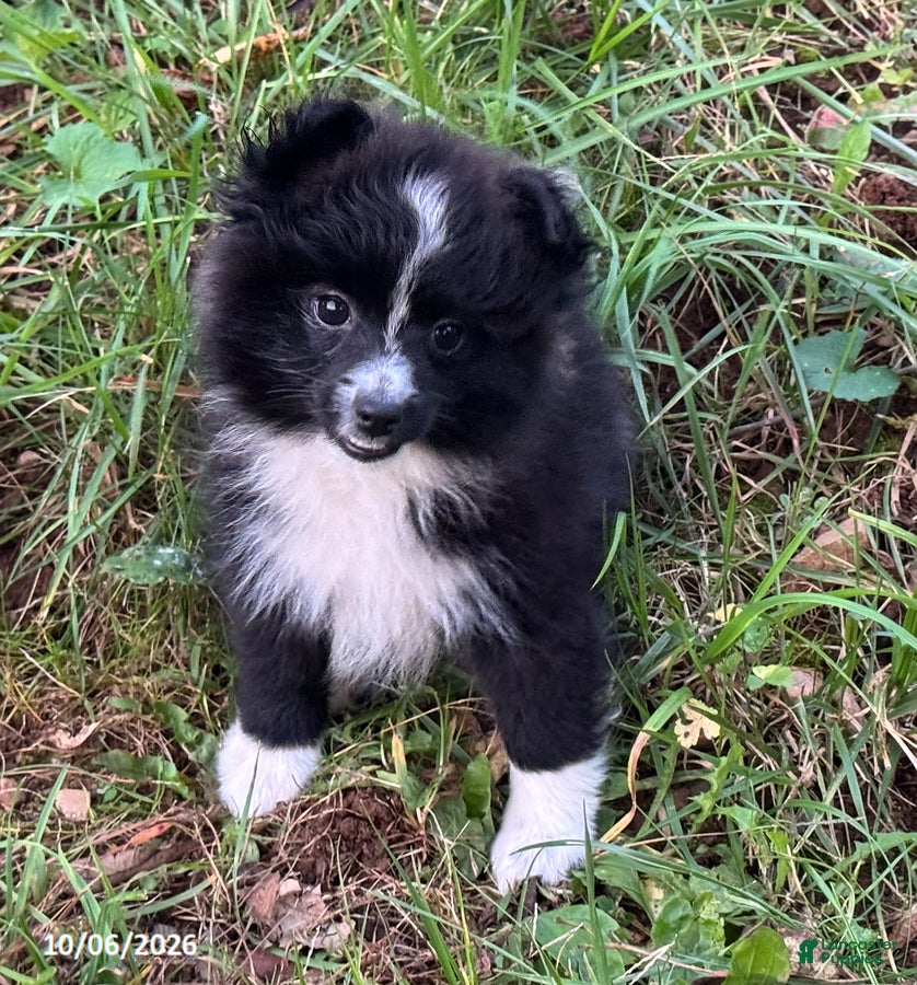 Pomeranian dogs Buddy - Ad 2