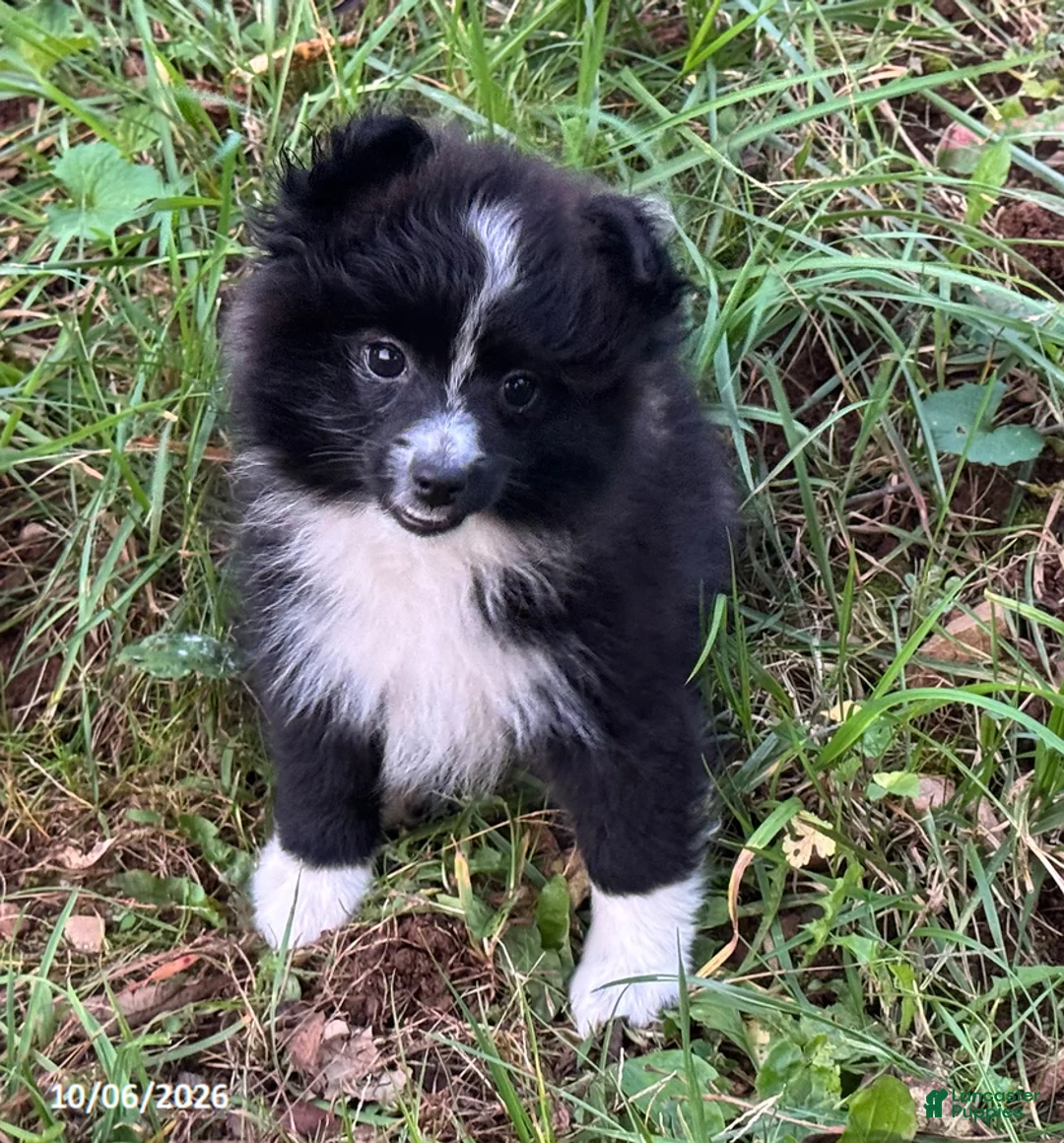 Pomeranian dogs for sale: Buddy - Ad 2