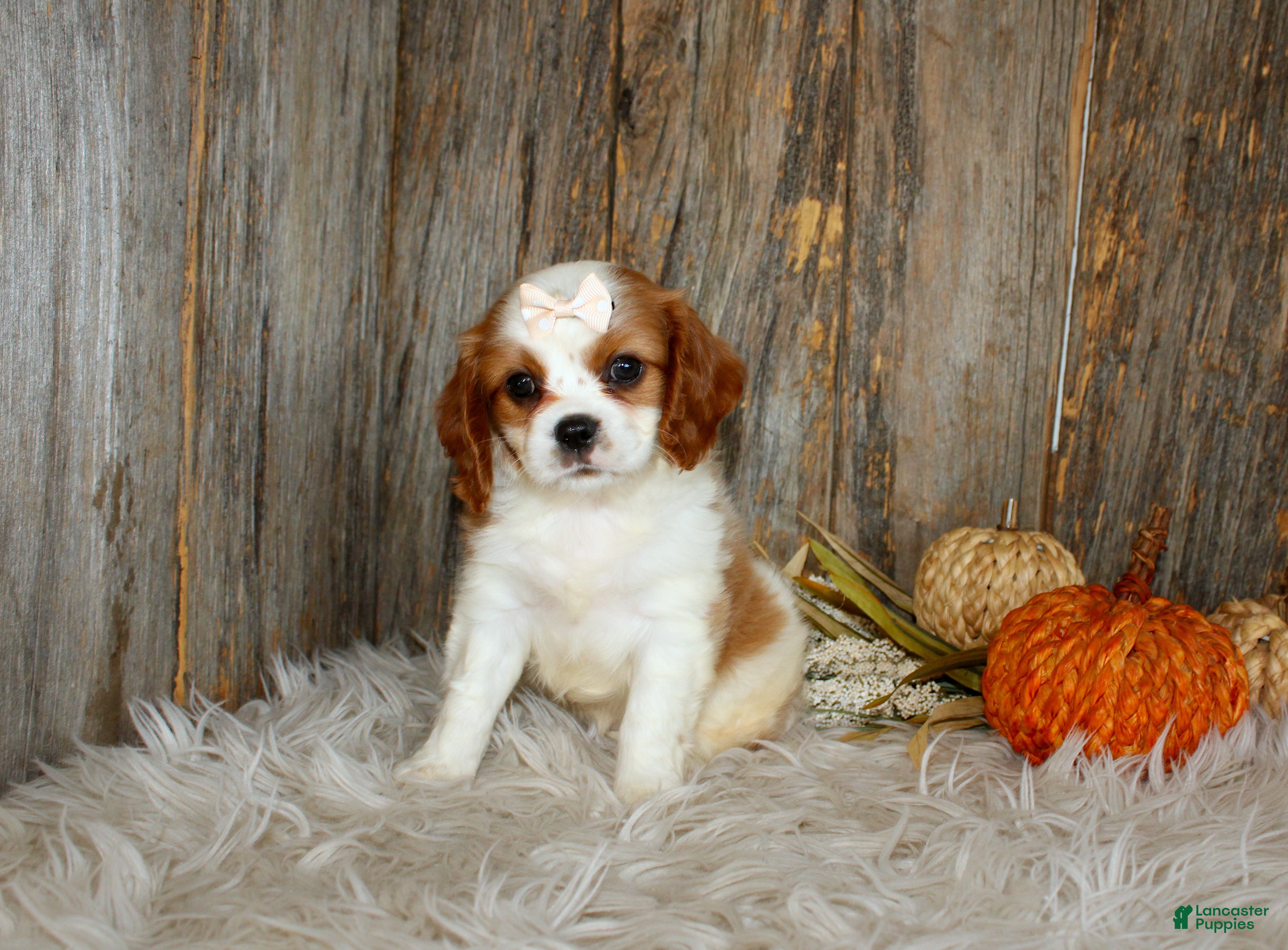 Cavalier King Charles Spaniel dogs for sale: Rose - Ad 2