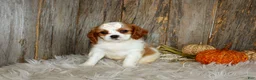 Cavalier King Charles Spaniel dogs for sale: Rose - Ad 2