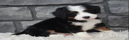 Mini Bernedoodle dogs for sale: Cinnamon  - Ad 10