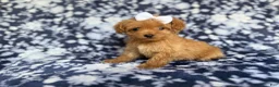 Cockapoo dogs for sale: Fergi - Ad 2