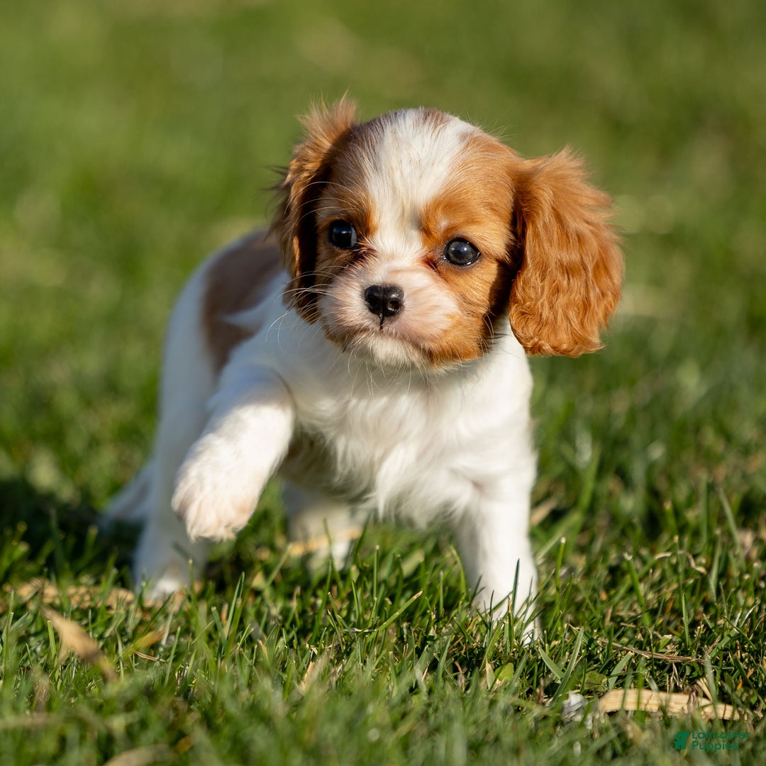 Cavalier King Charles Spaniel dogs for sale: Bailey - Ad 4