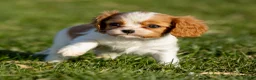 Cavalier King Charles Spaniel dogs for sale: Bailey - Ad 11