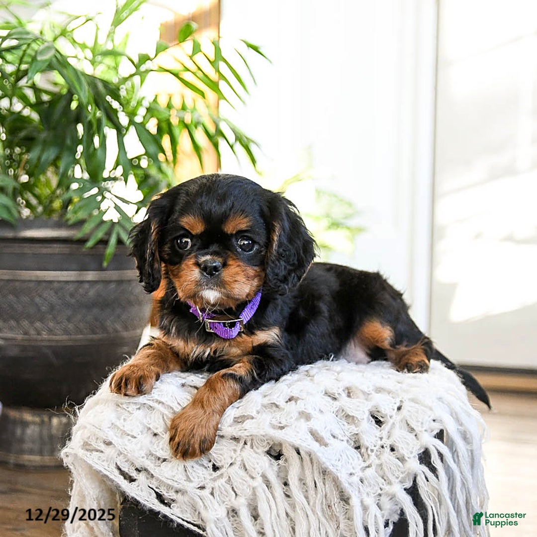 Cavalier King Charles Spaniel dogs for sale: Rasin - Ad 2