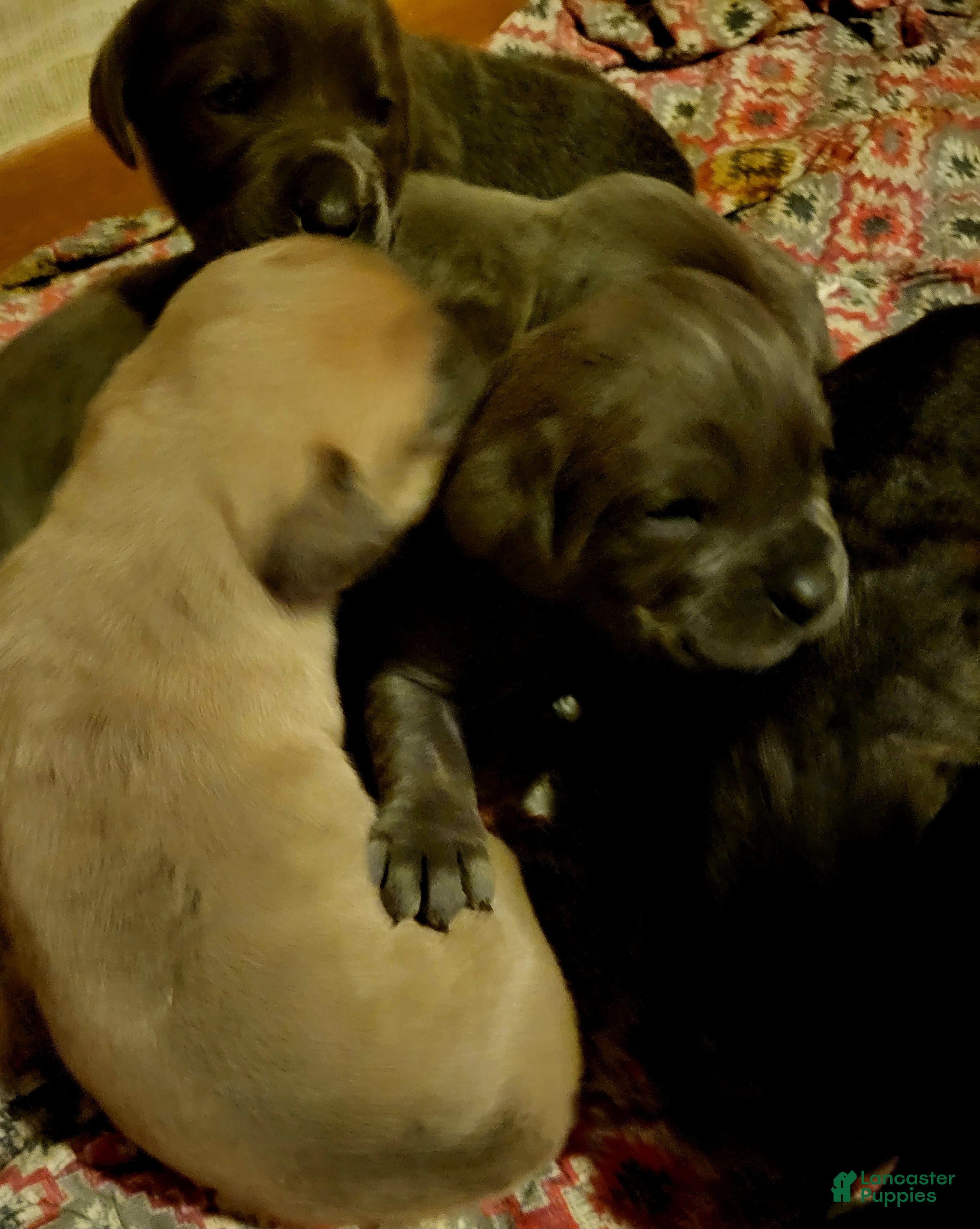 Cane Corso dogs for sale: Cane Corso 3 - Ad 1