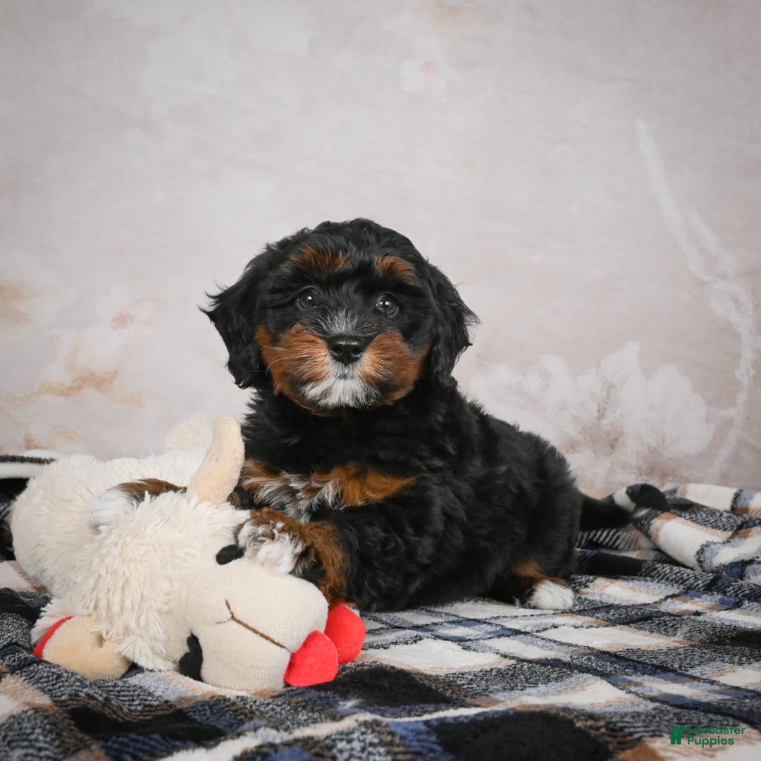Bernedoodle dogs for sale: Kobe - Ad 13