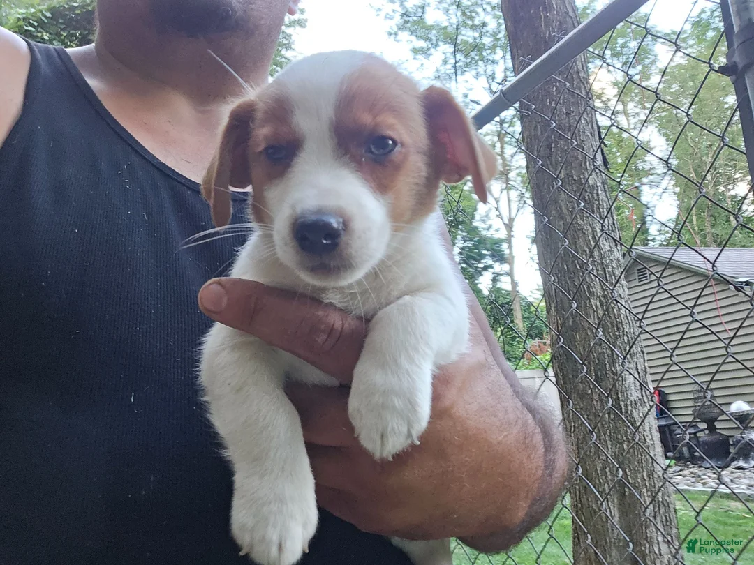 Jack Russell Terrier dogs for sale: Jack Russell Terrier 7 - Ad 1