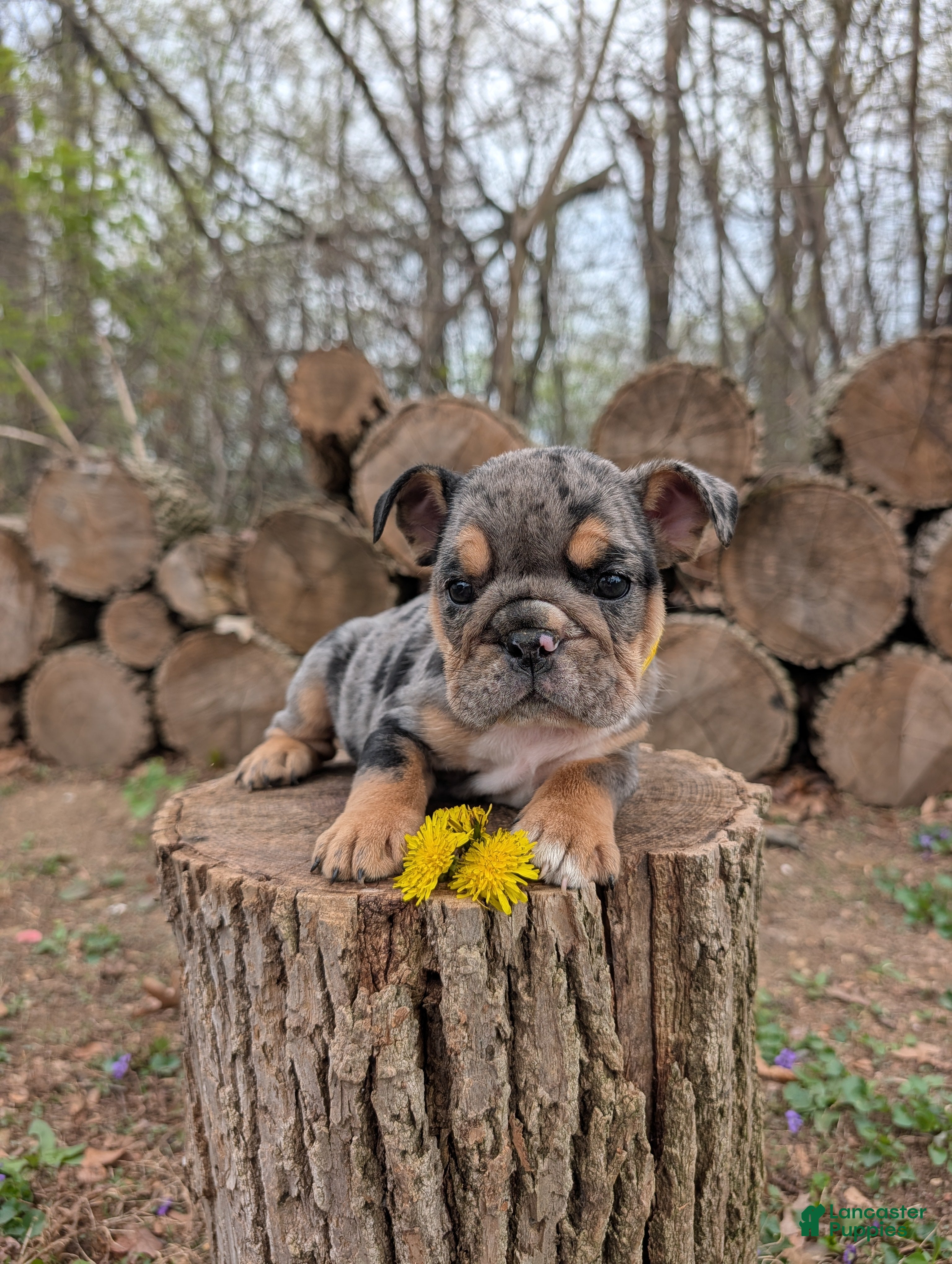 English Bulldog dogs Dandy - Ad 1