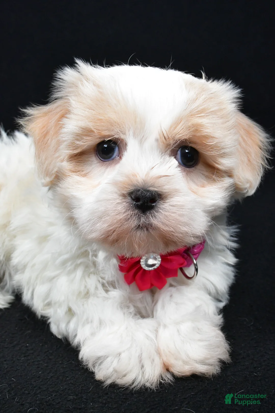 Havanese dogs for sale: Lucy - Ad 3