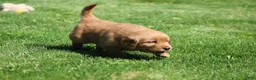 Golden Retriever dogs for sale: Marley - Ad 5