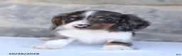 Dachshund dogs for sale: Elijah - Ad 3