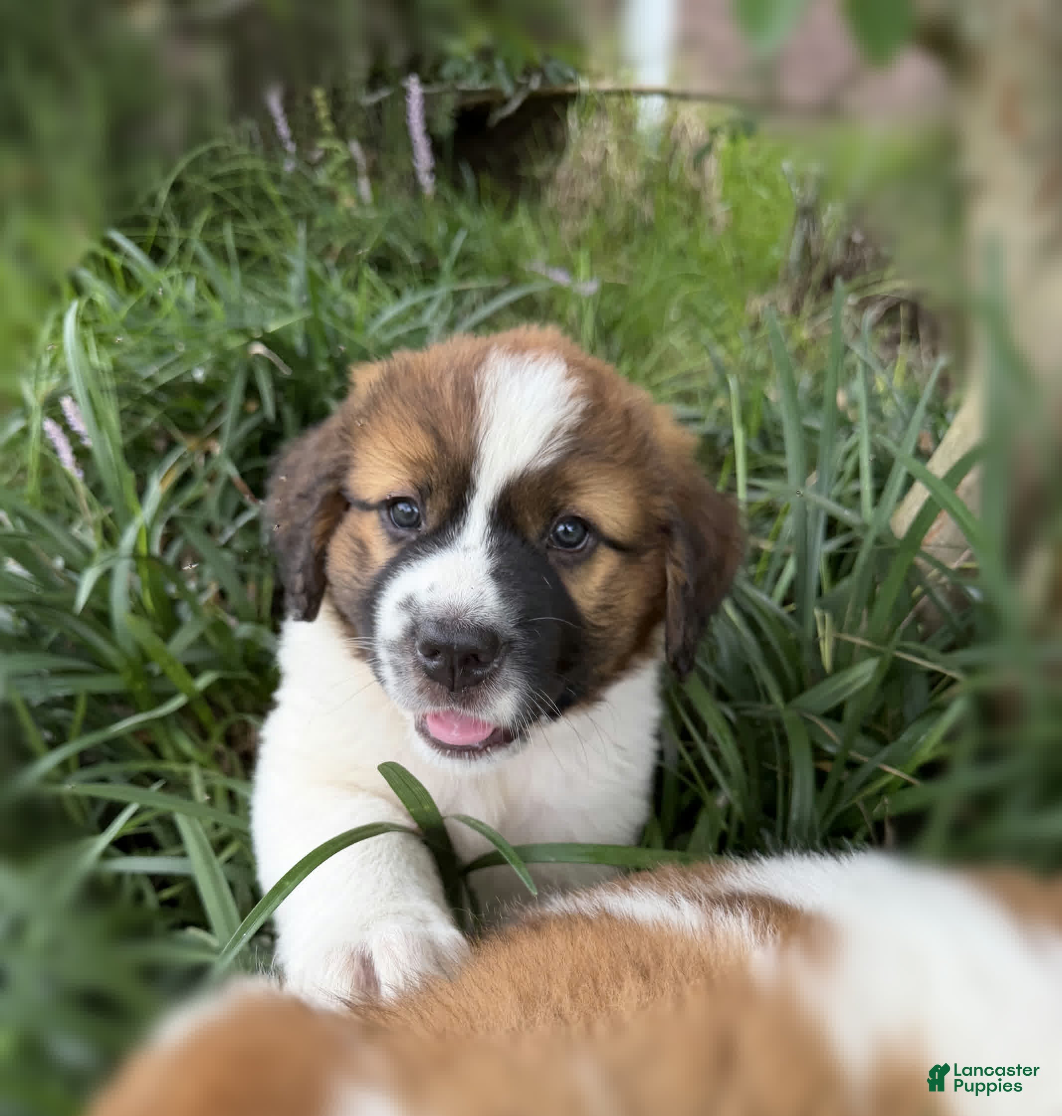 Mixed Breed dogs Saint Bernard Pyrenees mix  Puppy 1 - Ad 38