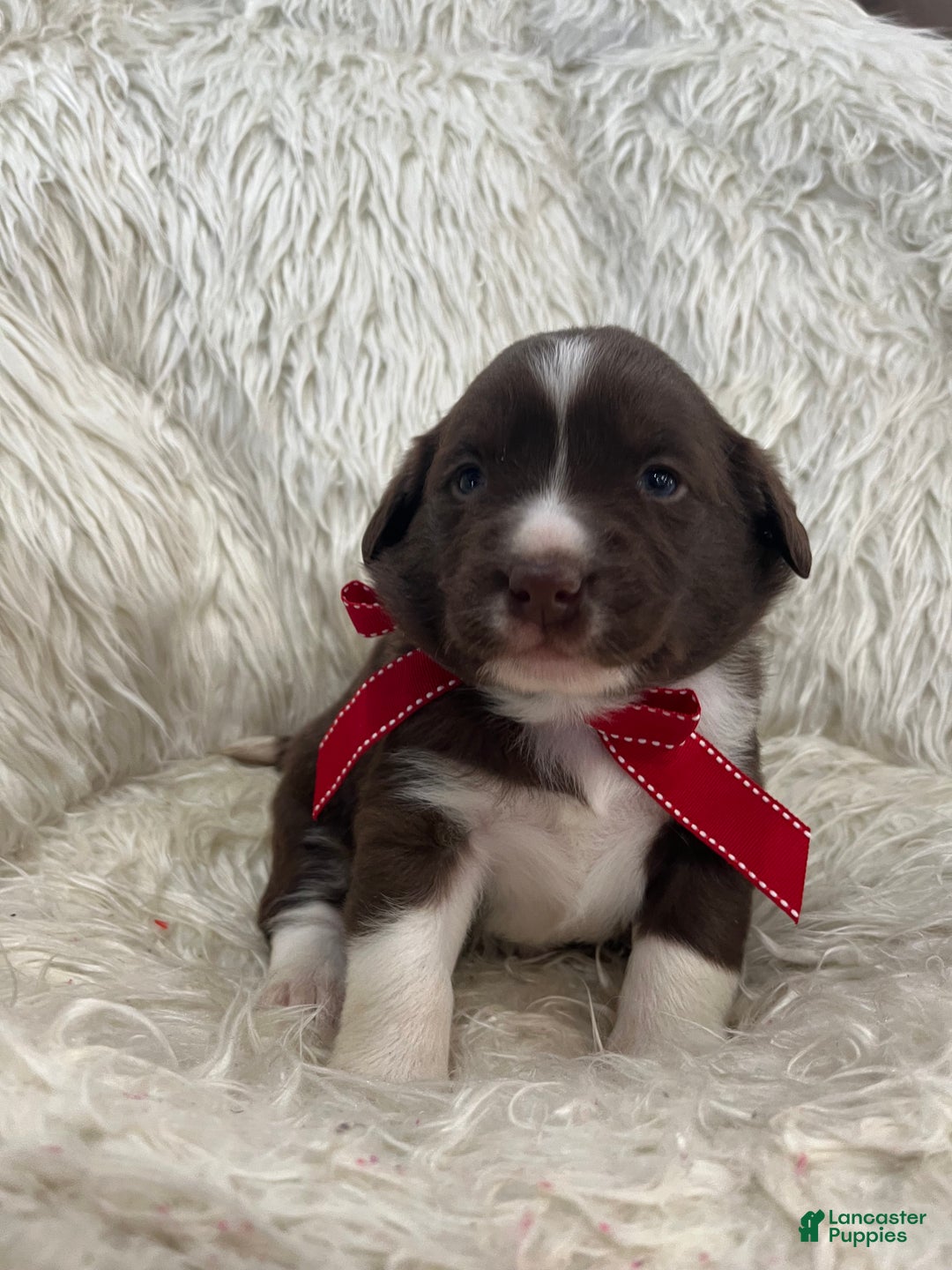 Mixed Breed dogs for sale: Bear - Ad 2