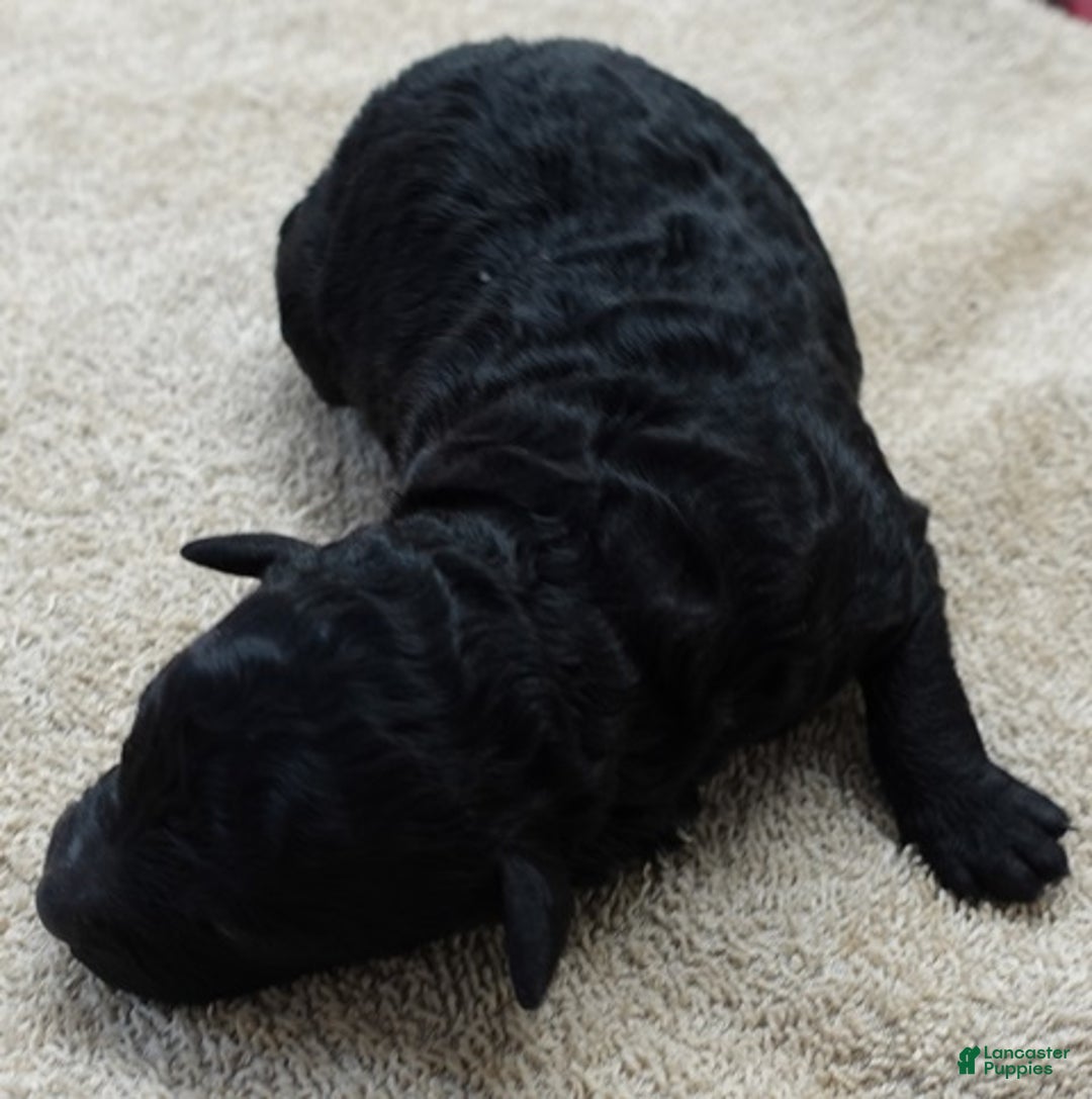 Toy Poodle dogs for sale: Kaida solid black - Ad 2