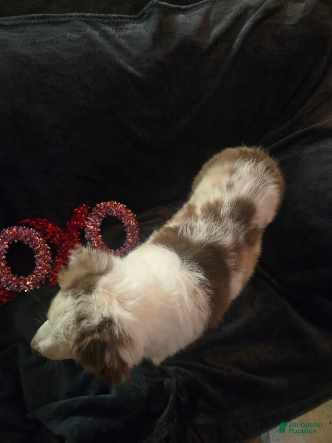 Australian Shepherd dogs for sale: Clifford - Australian Shepherd Puppy 1 - Ad 2