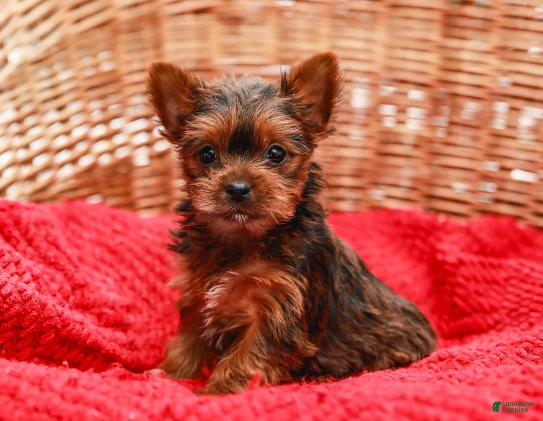 Yorkshire Terrier dogs for sale: Lady (Extra Small) - Ad 1