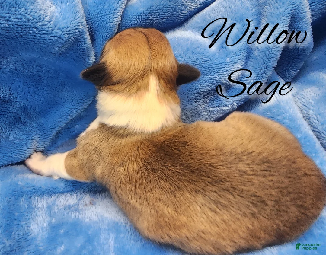 Welsh Corgi Pembroke dogs for sale: Willow Sage - Ad 2