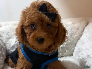 Cavapoo dogs Jellybean - Ad 20