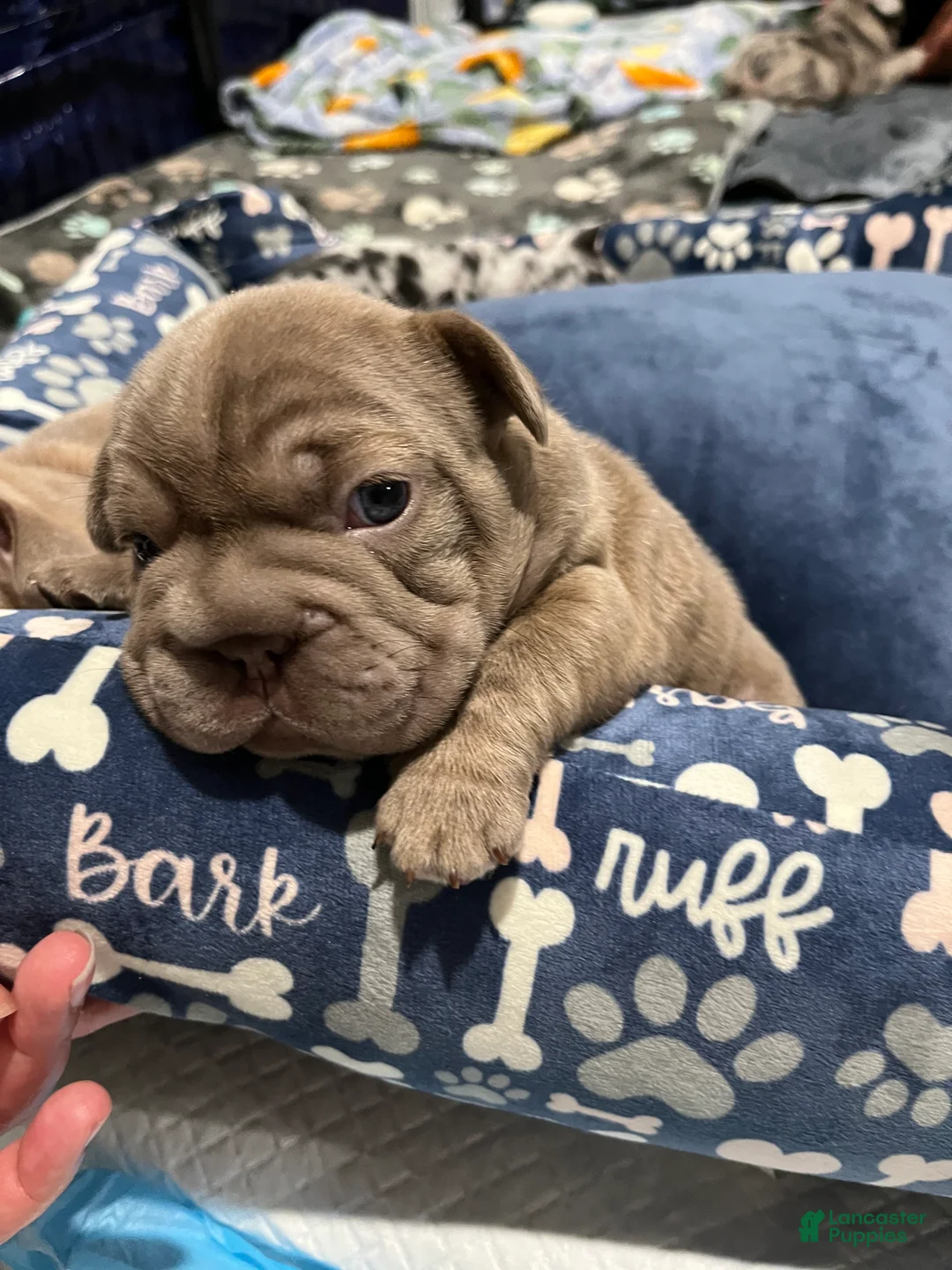 French Bulldog dogs for sale: French Bulldog Puppy 1 - Ad 4