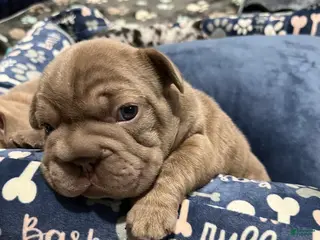 French Bulldog dogs French Bulldog Puppy 1 - Ad 6