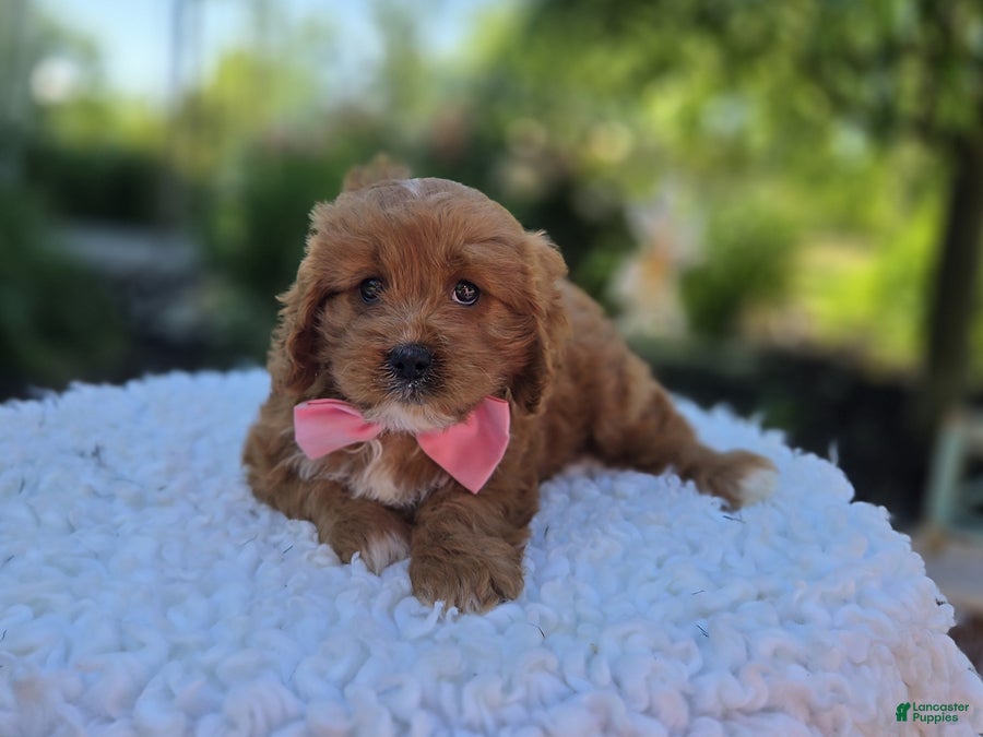 Cavapoo dogs Carmel - Ad 2