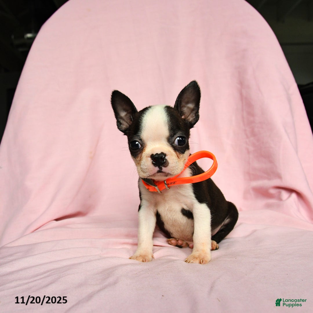 Boston Terrier dogs for sale: Tag - Ad 1