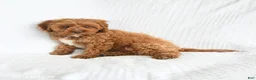 Cavapoo dogs for sale: Byron - Ad 3