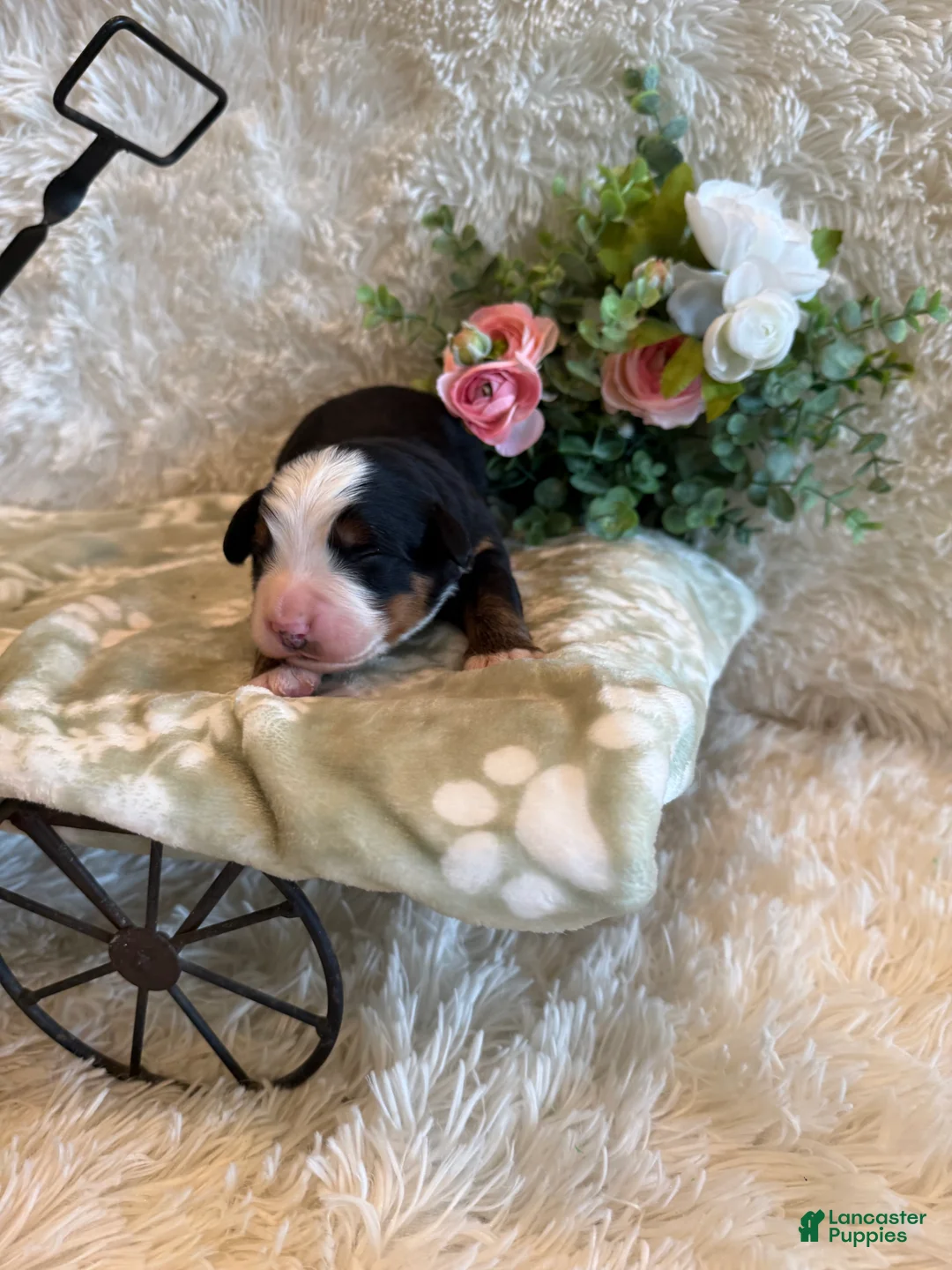 Bernese Mountain Dog dogs for sale: Garrett - Ad 2