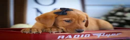 Labrador Retriever dogs for sale: NORMAN - Ad 12