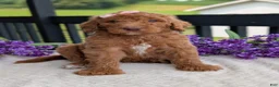 Goldendoodle dogs for sale: Miss Daisy - Ad 9