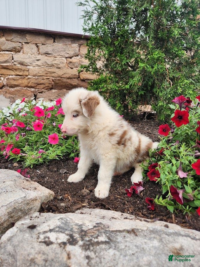 Border Collie dogs Jordan - Ad 2