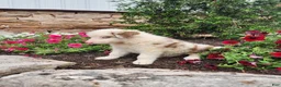 Border Collie dogs for sale: Jordan - Ad 2